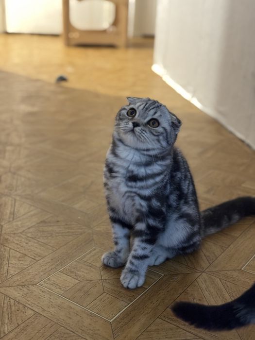 Кошеня шотландське