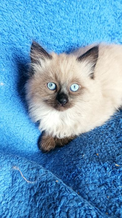 Хлопчик Невстка маскарадна 2 міс