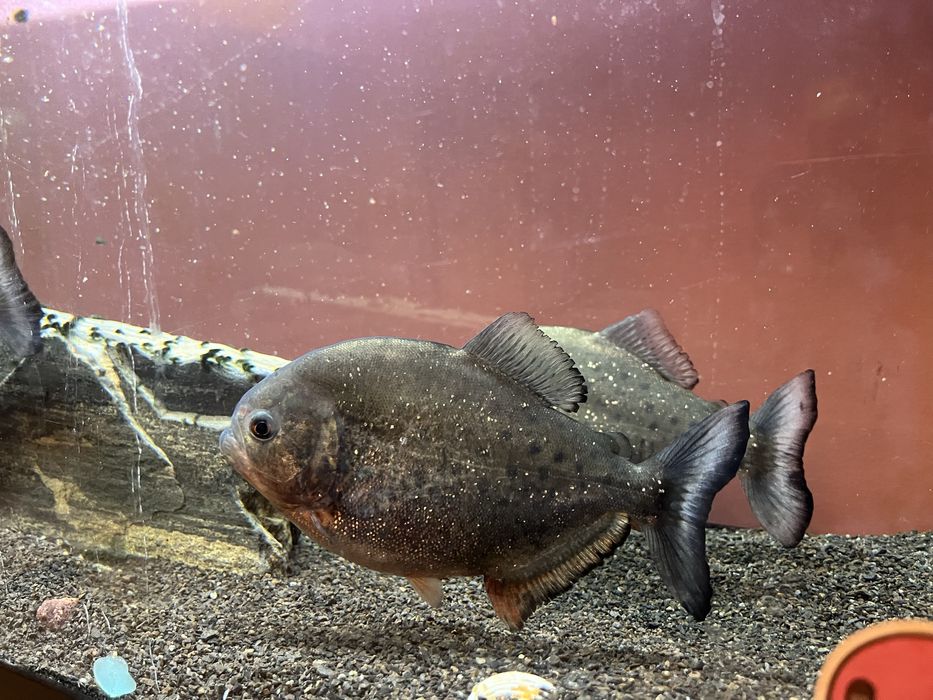 Oddam piranie za darmo