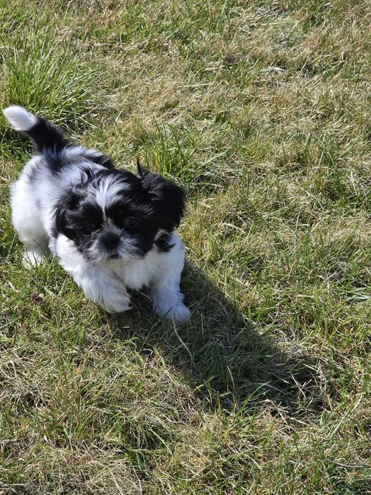 Cudny chłopczyk Shih Tzu