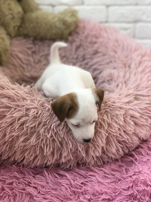 Джек рассел терьер чекає саме на вас