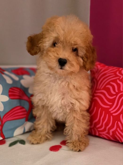 Piesek maltipoo !