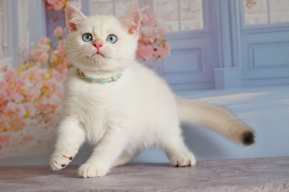 Британский золотой поинт мальчик