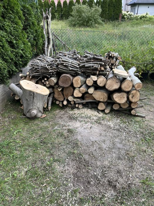 Orzech włoski drzewo