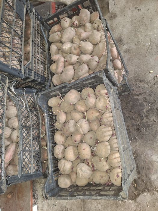 Продам насіневу картоплю