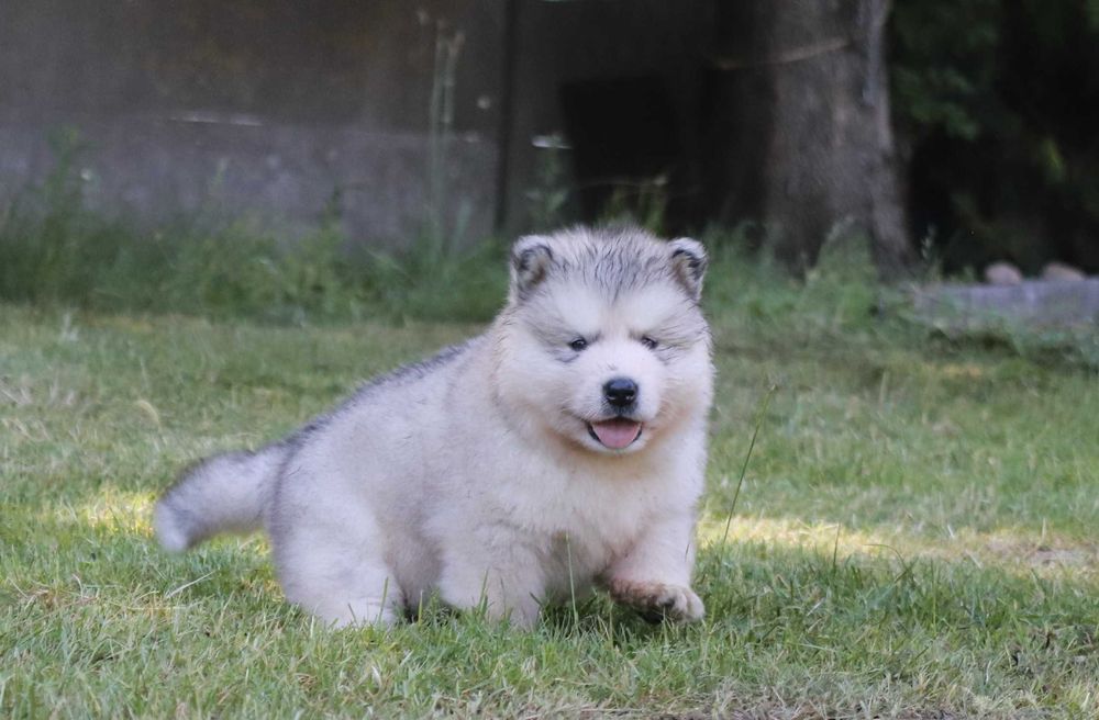 Alaskan Malamute szczeniak piesek