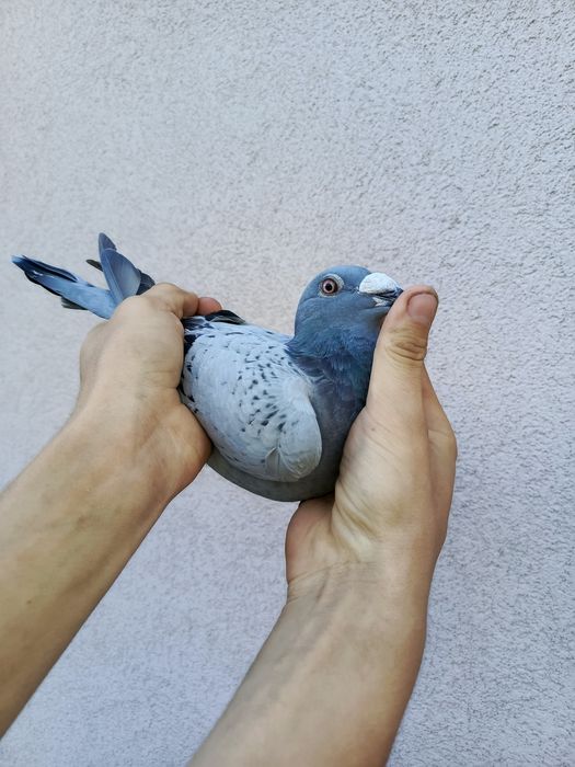 Witam sprzedam samice Staropolską