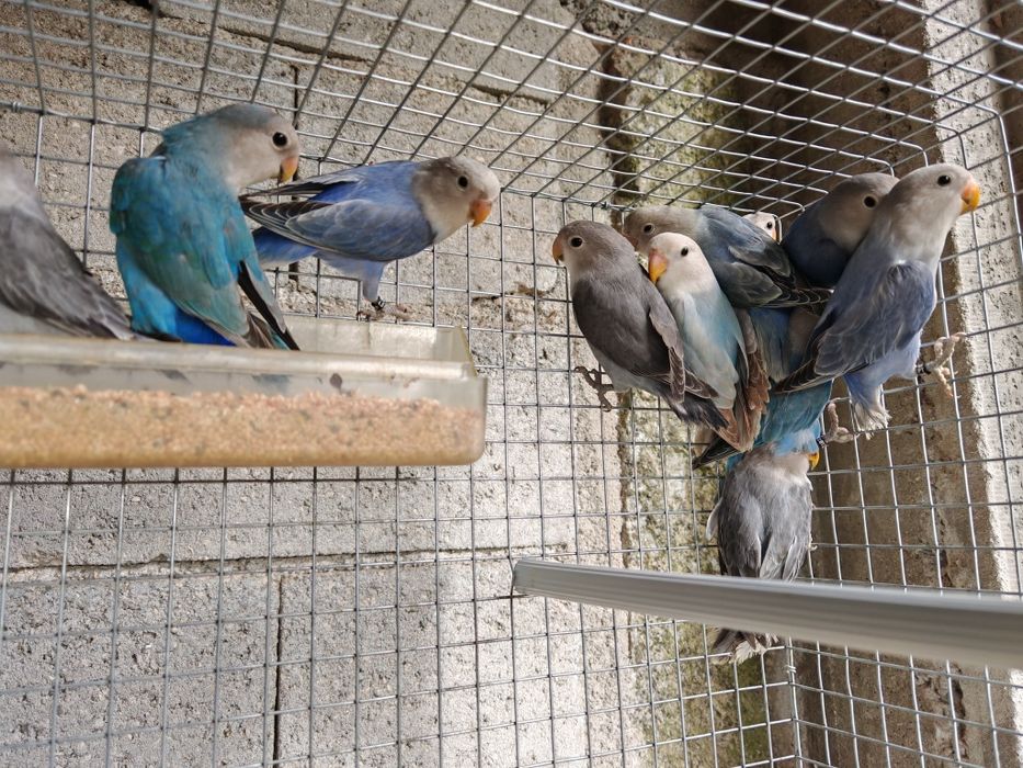 Agapornis Roseicollis