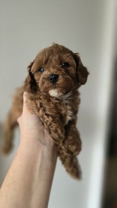 Cavapoo/ chłopczyk/ REZERWACJA