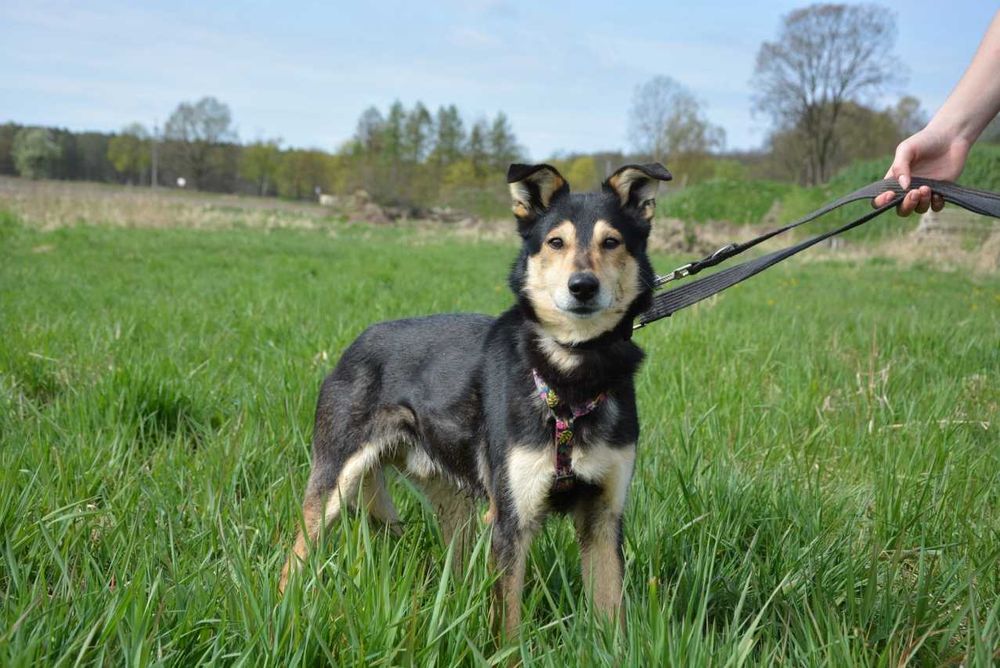 Irys Irysek młody psiak szuka domu