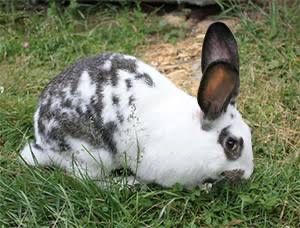 Кролики суміш  бабочка +каліфорнійські