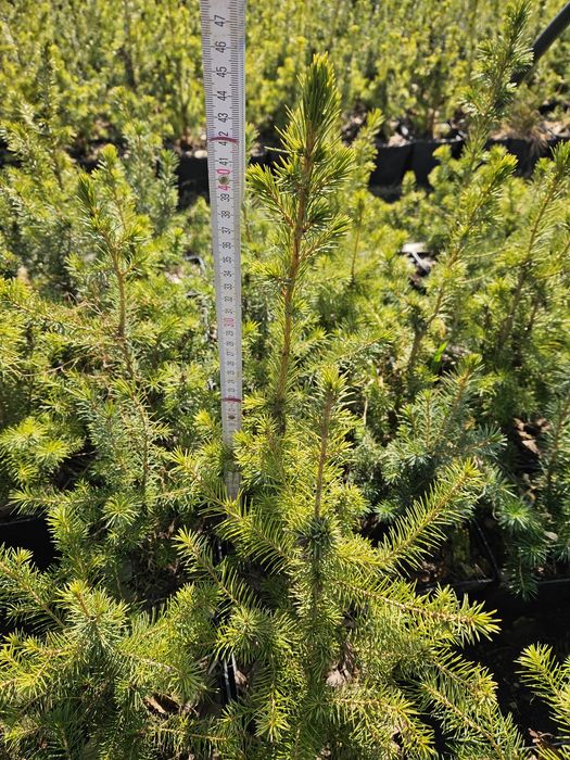 świerk serbski (picea omorika) zdrowe, zahartowane sadzonki do ogrodu.