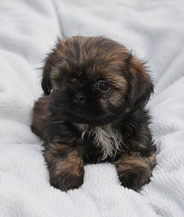 Shih Tzu piękna suczka