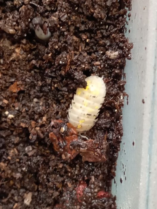 Isopody magic potion