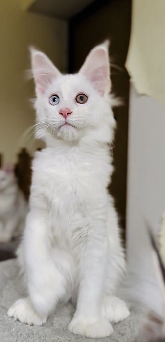 Дівчинка полідакт різноочка в улюбленці