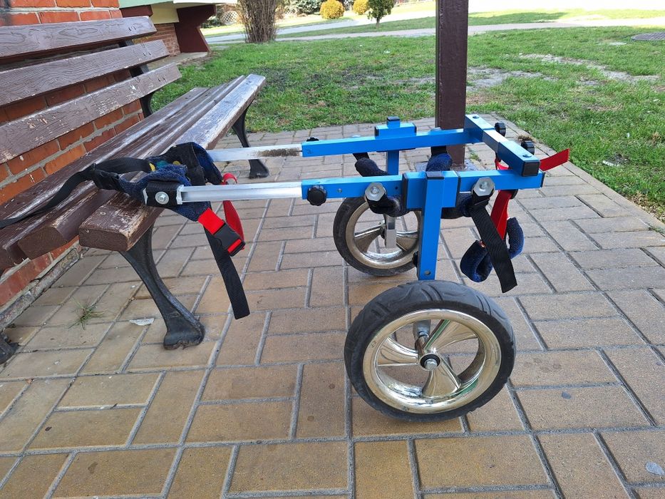 Wózek inwalidzki dla średniego psa