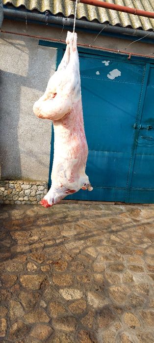 Курдючные бараны,ярки.