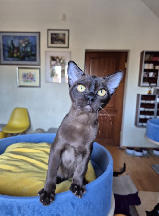 sobolowy kocurek burmski (kocięta burmańskie)