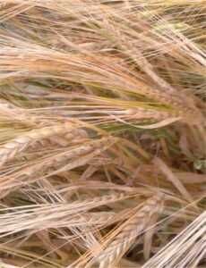 Jęczmień jary TILMOR kwalifikowany materiał siewny C1 kwalifikat