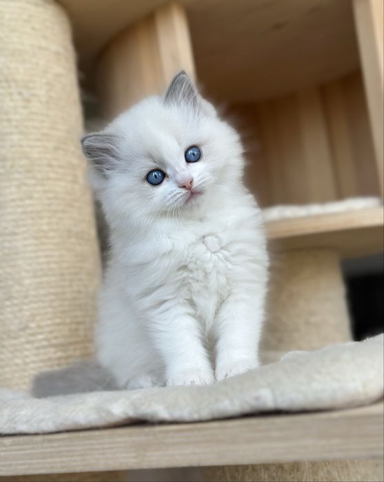 Kotka ragdoll do hodowli FPL