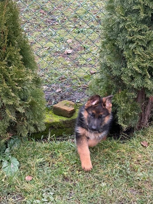 Цуценята німецької вівчарки