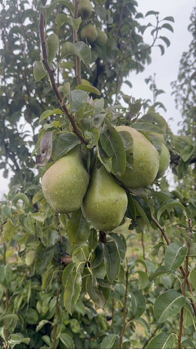 Яблуко, груша, слива