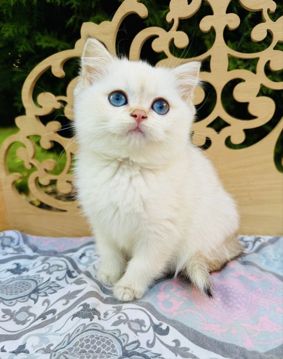 Синьоока шотландська красуня