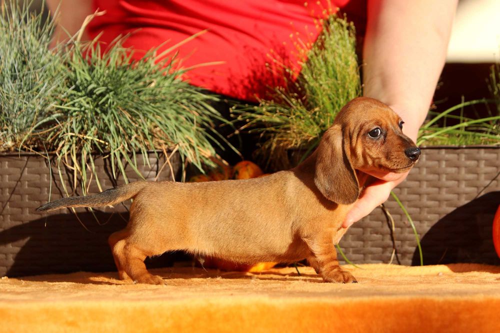 Jamnik króliczy krótkowłosy ZKwP/FCI cudny AMIGO