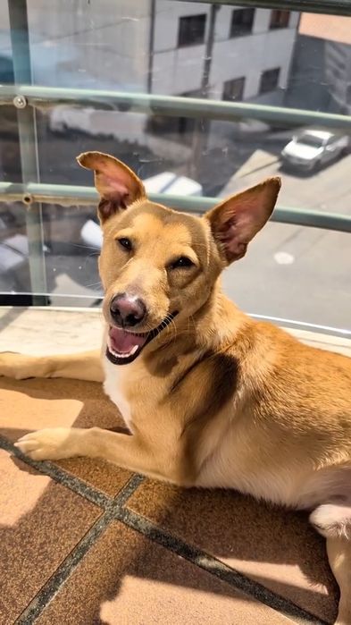 Cão pequeno e meigo