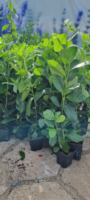 Laurowiśnia Caucasica