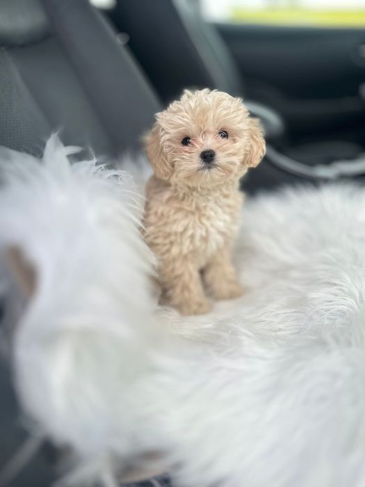 Мальтіпу мікро хлопчик надзвичайно маленький розмір. Ф1. Міні