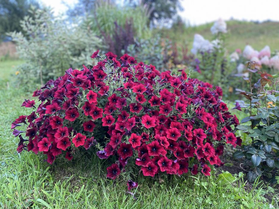 Петунія тайдал-Red  Veluor