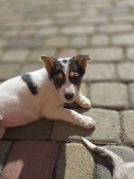 Цуценя дівчинка в добрі руки