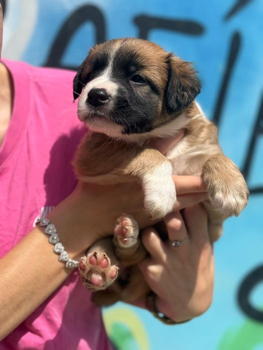 Aurora - suczka szczeniak do adopcji