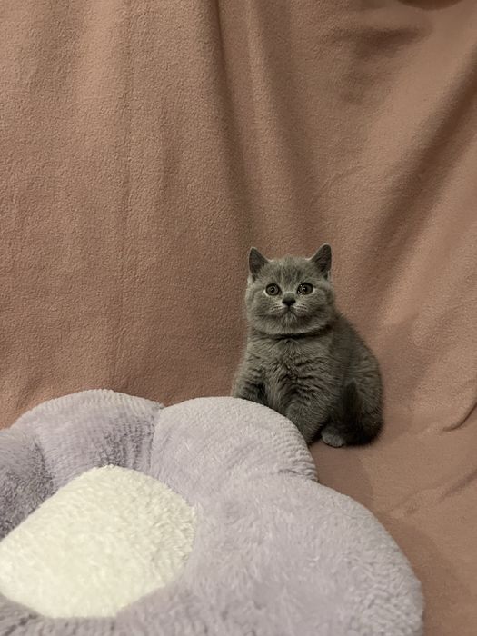 Kocur brytyjski, kot brytyjski, kotek brytyjski, brytyjczyk