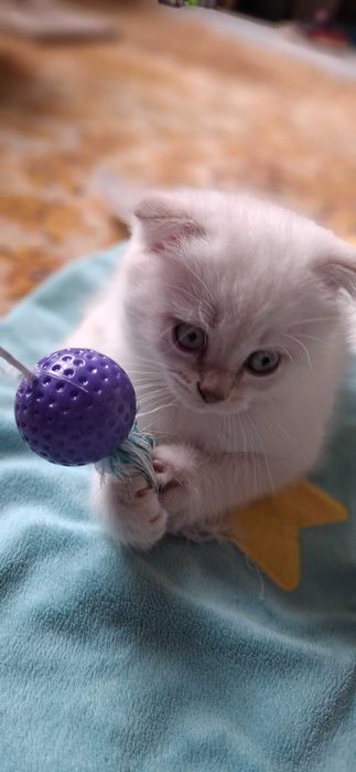 Шотландські котенята, котята