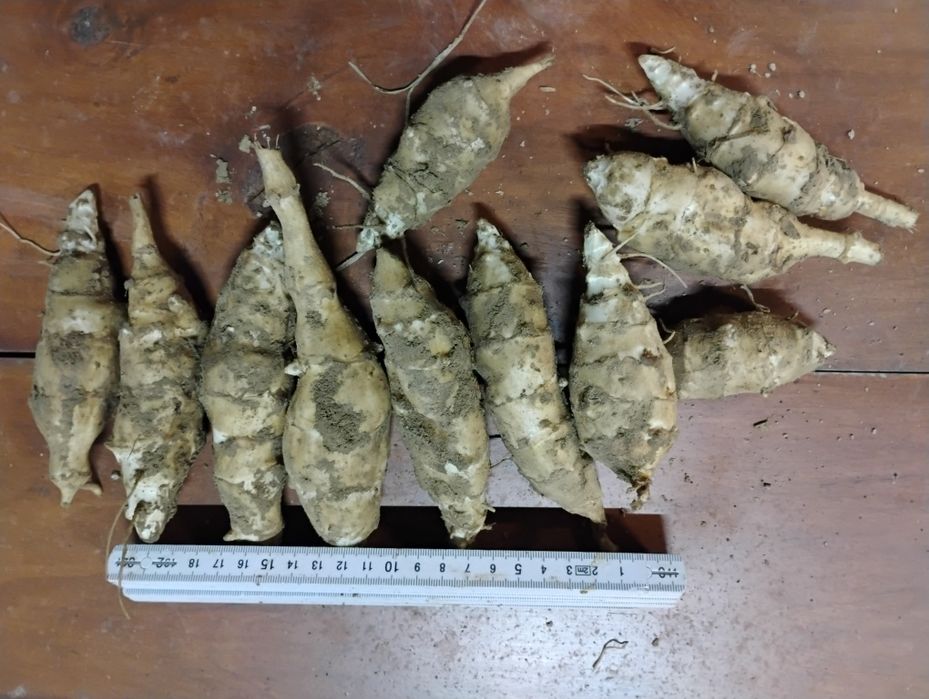 Topinambur wysyłka paczek za pobraniem.