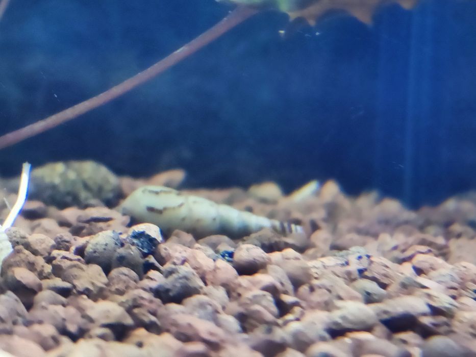 Ślimaki akwariowe świderki