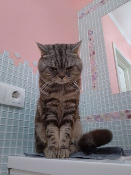 Він чекає на неї в'язка скотіш страйт