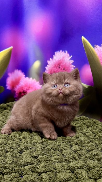 Котик мальчик британський цинамон