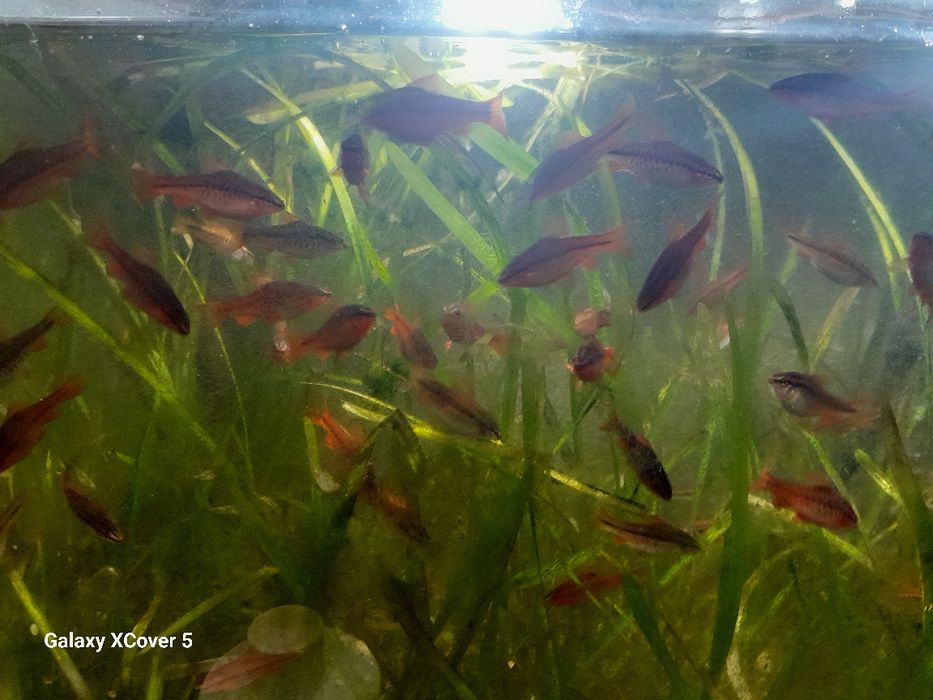 Brzana wysmukła (Titeya)