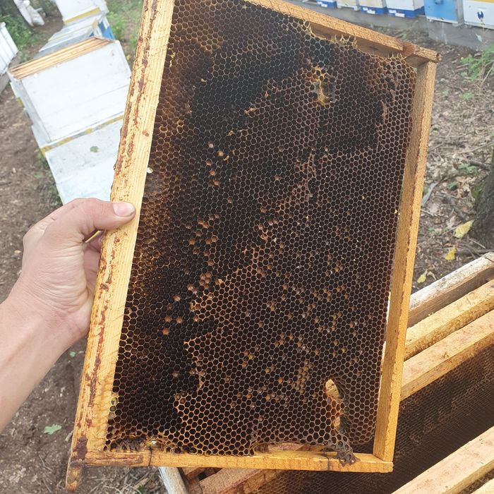 Продам рамки (сушь) для пчёл 300мм.