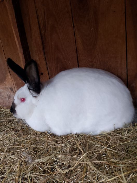 Sprzedam królika kc samica z młodymi
