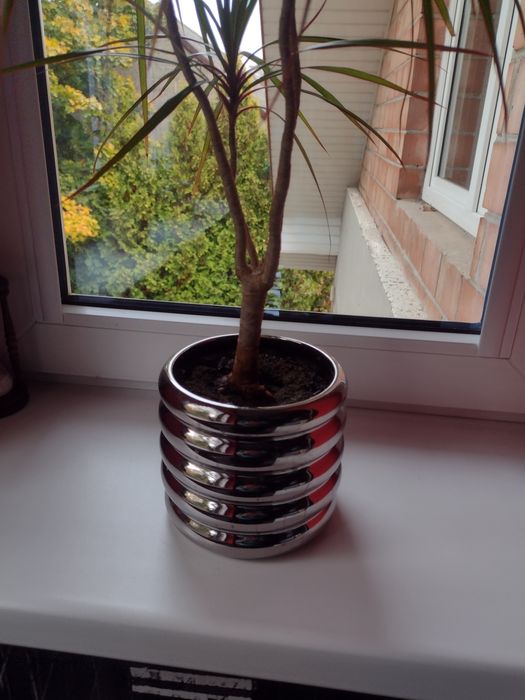 dracena,kwiat w doniczce