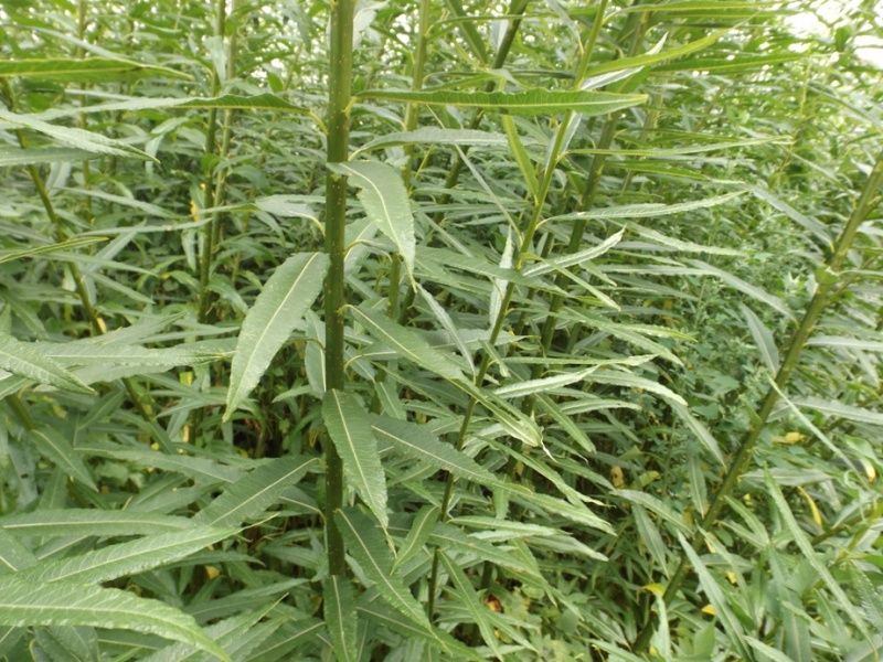 Do sprzedania polecam 1000 sztuk sadzonek wierzby energetycznej Gigant