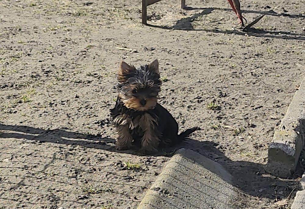 Yorkshire terrier suczka