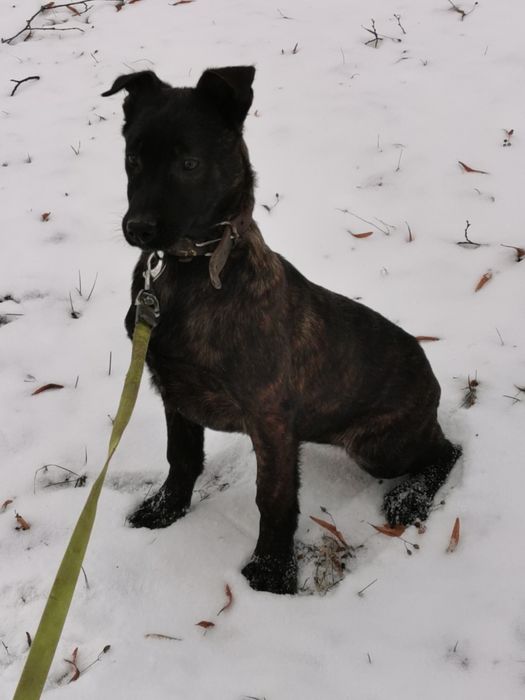 Owczarek Holenderski ostra