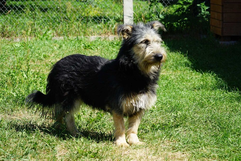 Sand - szorstkowłosy piesek szuka domu