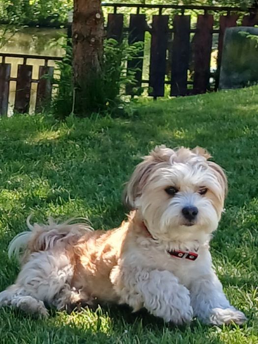 Метис Ши-тцу.Вязка