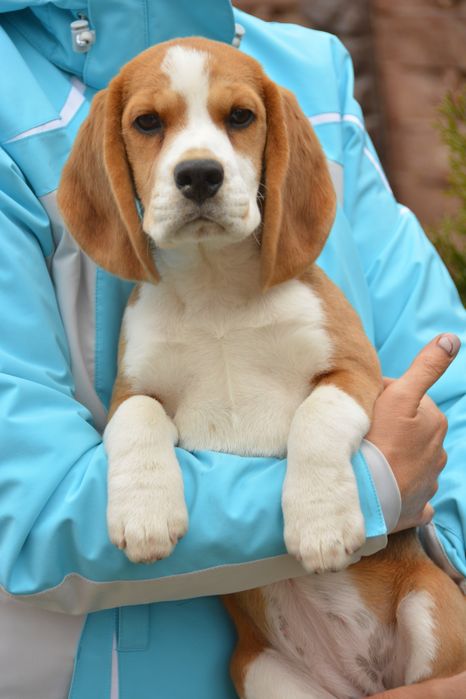 Бігль, цуценята хлопчики й дівчата